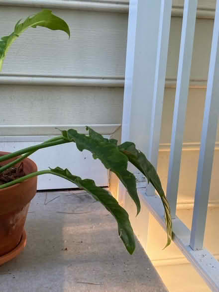 Photo of free philodendron ring of fire (Germantown) #2