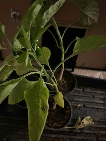 Photo of free 1ft Bell pepper plant (Near Main Street Laurel Md) #1