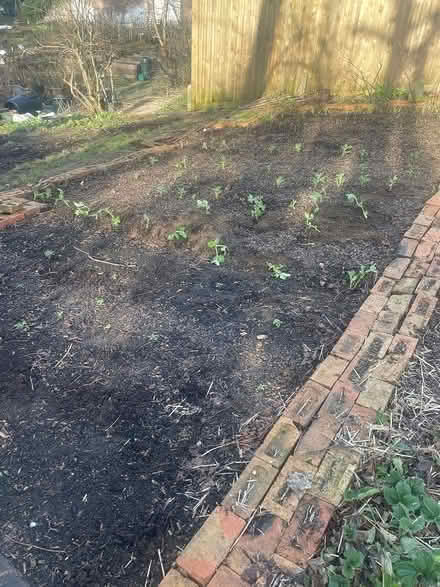 Photo of free Bricks (used in garden) (Highbury N5) #1