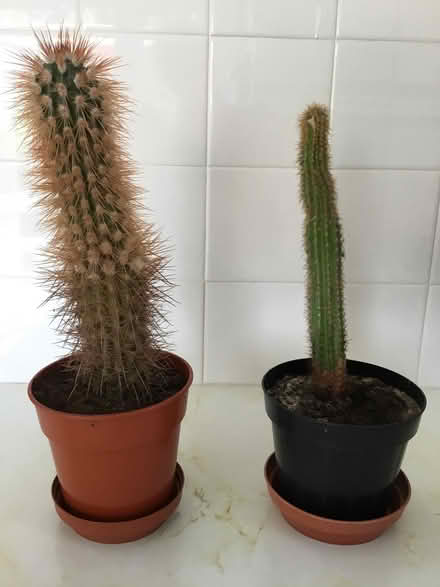 Photo of free Two cacti (Fairfield Park) #1