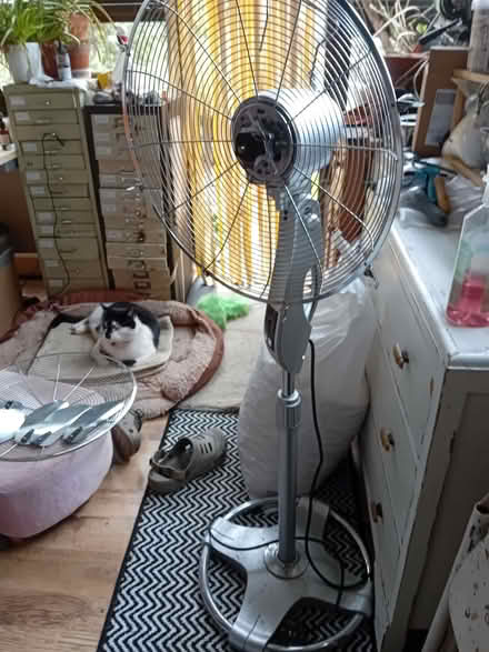 Photo of free Floor fan (Earlham NR4) #2