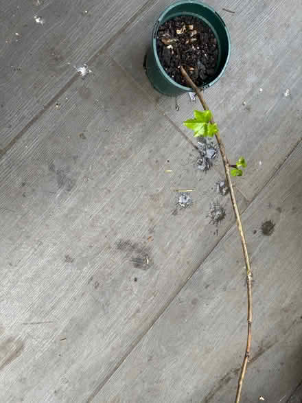 Photo of free Healthy ivy plant (SE11) #1