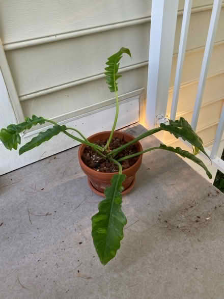 Photo of free philodendron ring of fire (Germantown) #1