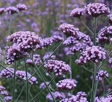 Photo of free verbena bonariensis medium plants (Leigh-on-Sea SS9) #1