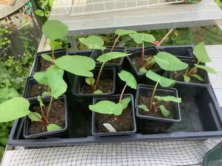 Photo of free Rhubarb plants (Brough CA17) #1