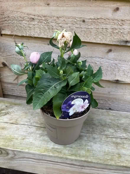 Photo of free Plant (Prestonfield EH16) #1