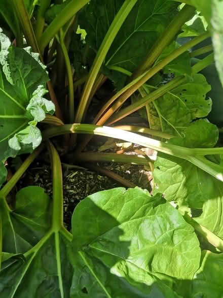 Photo of free Fresh organically grown rhubarb (Burnham) #1