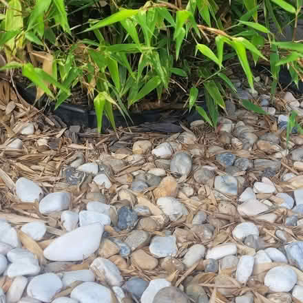 Photo of free Bamboo (Letchworth) #3