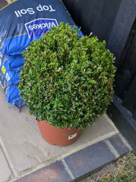 Photo of free Buxus Ball, approx 30-32cm (Bedwell SG1) #1