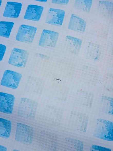 Photo of free Pool (Boreham BA12) #3