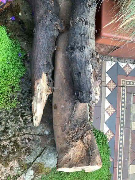 Photo of free Firewood (Great Yarmouth) #1