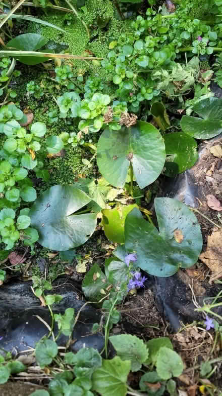 Photo of free Water lillies and pond grass (BN1) #1
