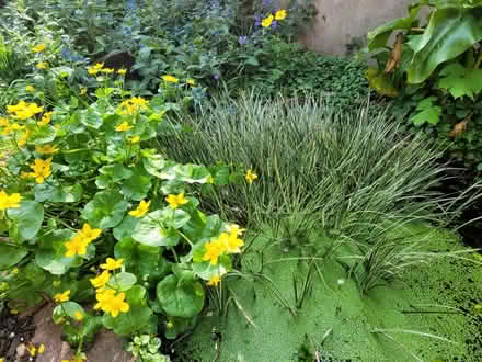 Photo of free Water lillies and pond grass (BN1) #2