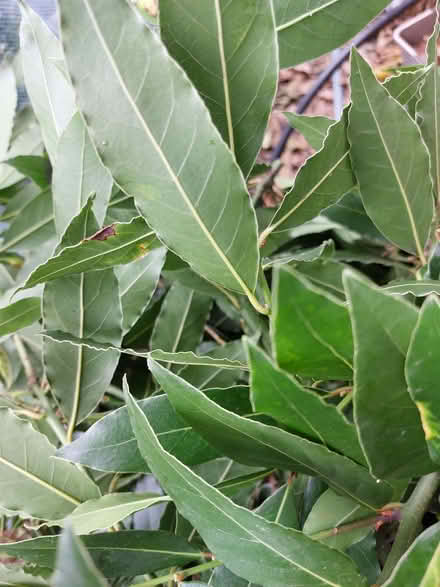Photo of free Fresh bay leaves (Mitcham's Corner CB4) #1