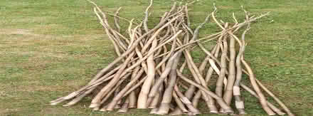 Photo of free Bamboo canes (ferndown BH22) #1