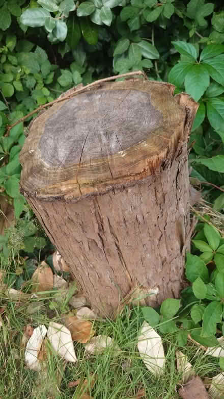 Photo of free Fire wood (Longwell Green) #4