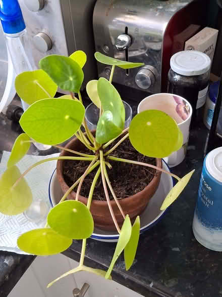 Photo of free Chinese Money Plant (CT9) #2