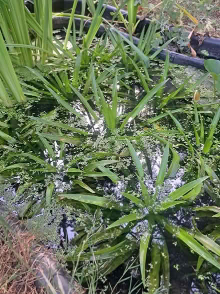 Photo of free Floating pond plants (Weston) #1