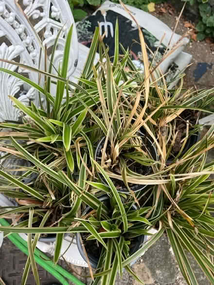 Photo of free Monkey grass (Wallington SM6) #1