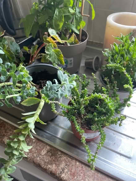 Photo of free Plants (Chilwell NG9) #2