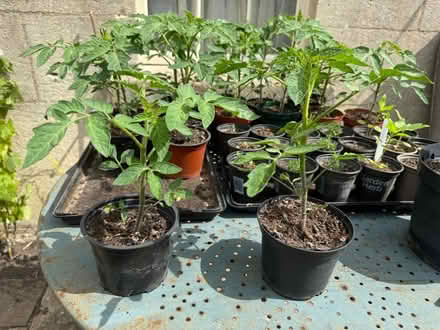 Photo of free tomato plants (Weston) #1