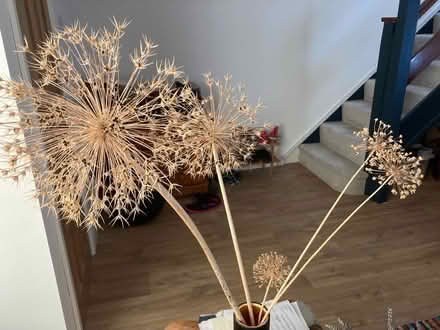 Photo of free Decorative allium seed heads (Abingdon OX14) #1