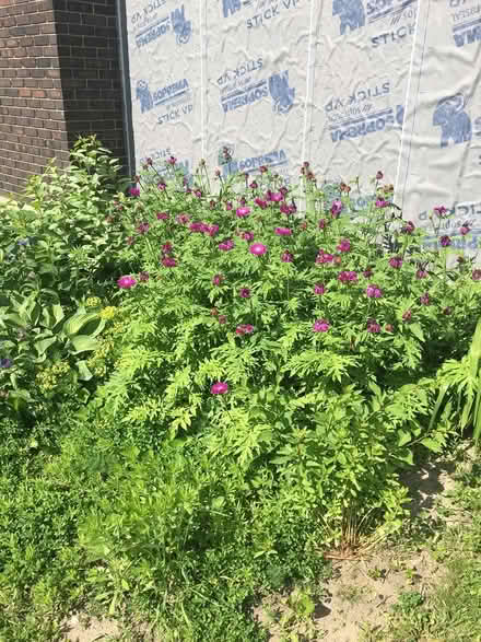 Photo of free Persian cornflower (Fisher and Meadowlands) #1