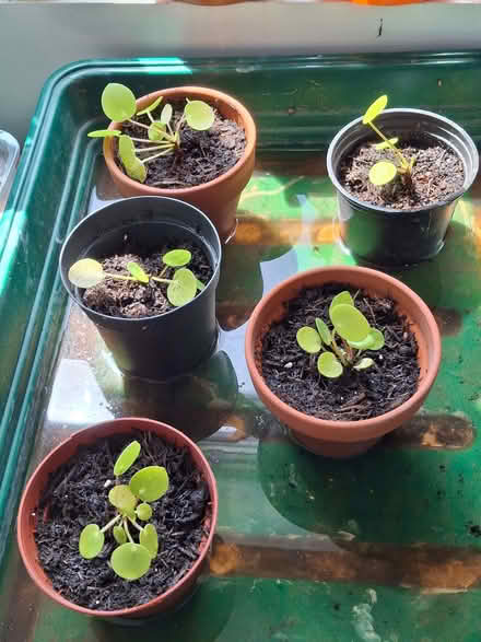 Photo of free Chinese Money Plant (CT9) #1