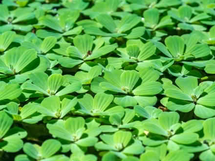 Photo of Pond plant (Woodley RG5) #1