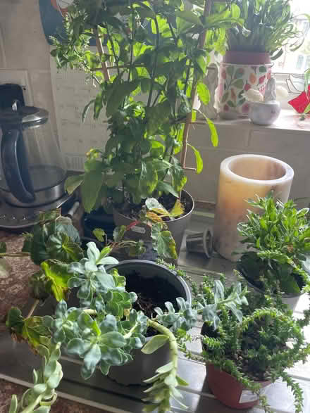 Photo of free Plants (Chilwell NG9) #1