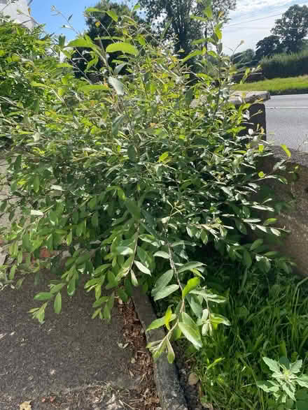 Photo of free willow bush (Garthmyl SY15) #1