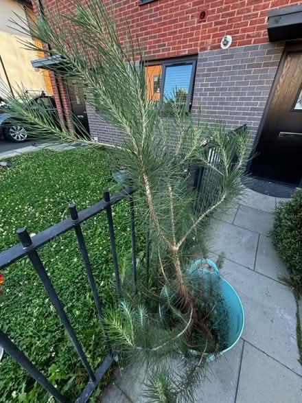 Photo of free 120 cm tall fir tree (Halewood L25 9RP) #1