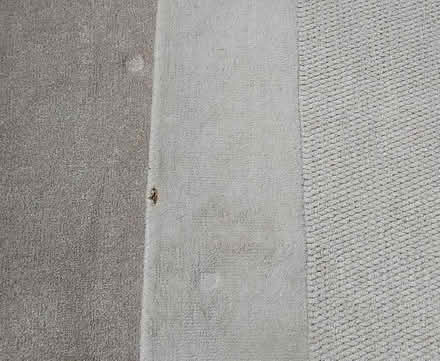 Photo of free Large cream woollen rug (Leek ST13) #2
