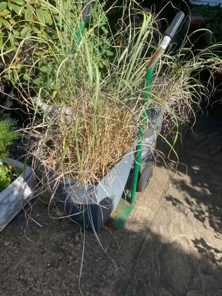 Photo of free Pampas grass (Chingford E4) #1