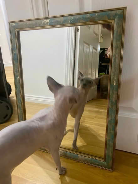 Photo of free Decorative framed mirror (Chandlers Ford SO53) #1