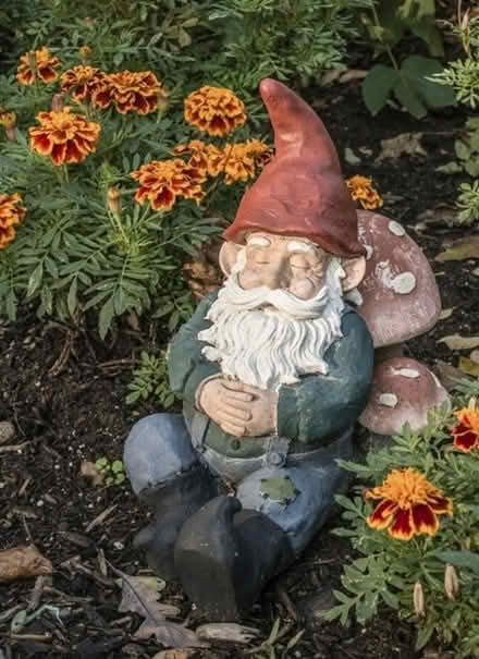 Photo of Garden gnomes (South San Francisco) #1