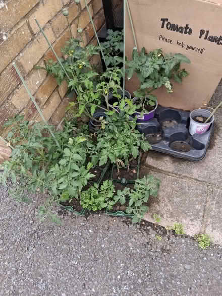 Photo of free Tomato plants (Arlesey) #1
