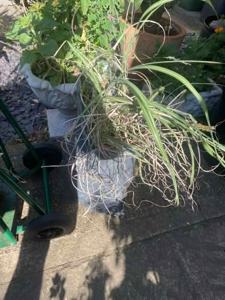 Photo of free Pampas grass (Chingford E4) #2