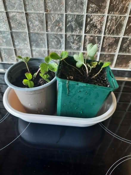 Photo of free Two Alpine Strawberry plants (Morden SM4) #3