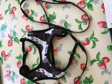 Photo of free Cat harness and lead (Amersham Common HP7) #1