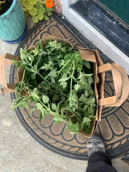 Photo of free Fresh catnip (Berkeley) #1