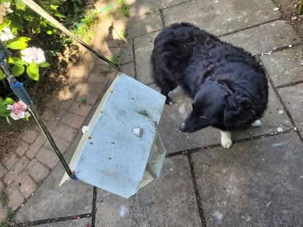 Photo of free Bird feeder (BN1) #3