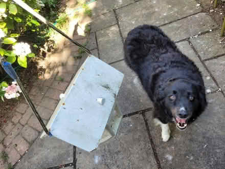 Photo of free Bird feeder (BN1) #1