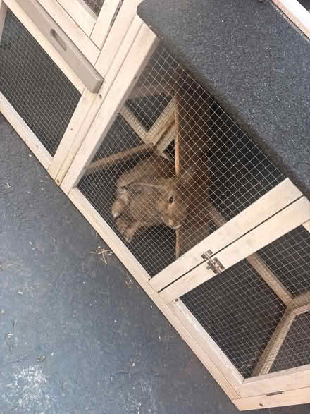 Photo of free Well used rabbit cage (Chorley) #4