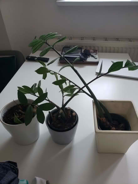 Photo of free House plants (Parson's Heath CO4) #1