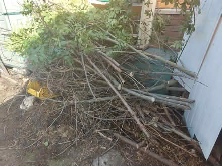 Photo of free Firewood (Guide Bridge OL7) #2