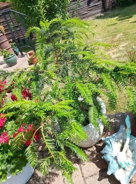Photo of free Yew Tree (DA11) #1