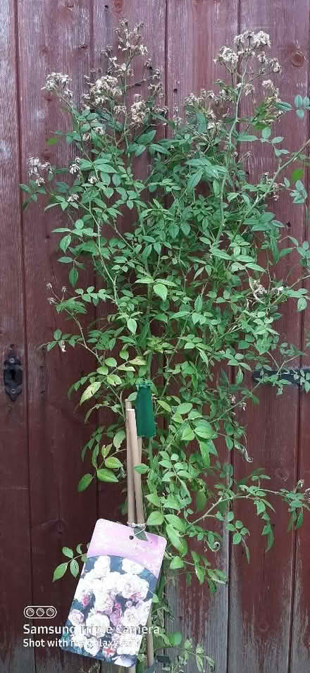 Photo of free Rambling rose (Nunnery Wood WR5) #1