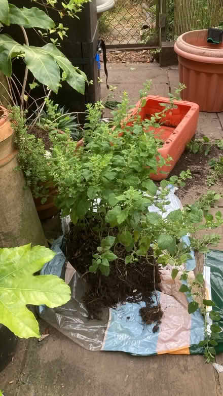 Photo of free Lemon Balm (hornsey N8) #1