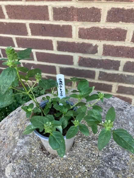 Photo of free Oregano (Bernards Heath AL3) #1